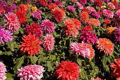 《影之心》精神续作《硬币之血》众筹预告片公布